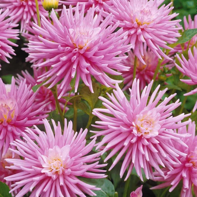 3 Dahlias cactus nain Park Princess