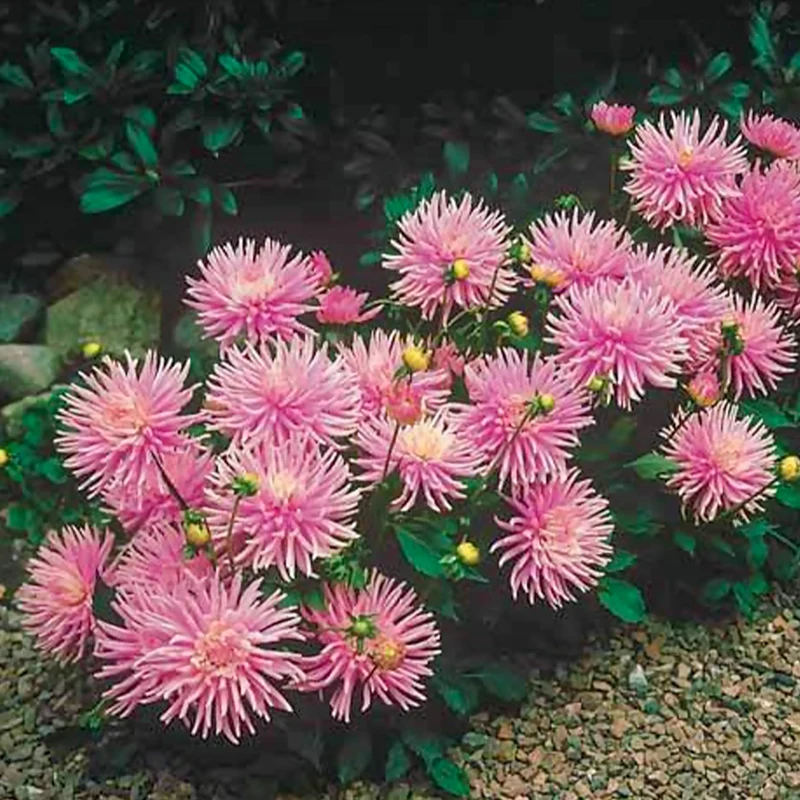 3 Dahlias cactus nain Park Princess