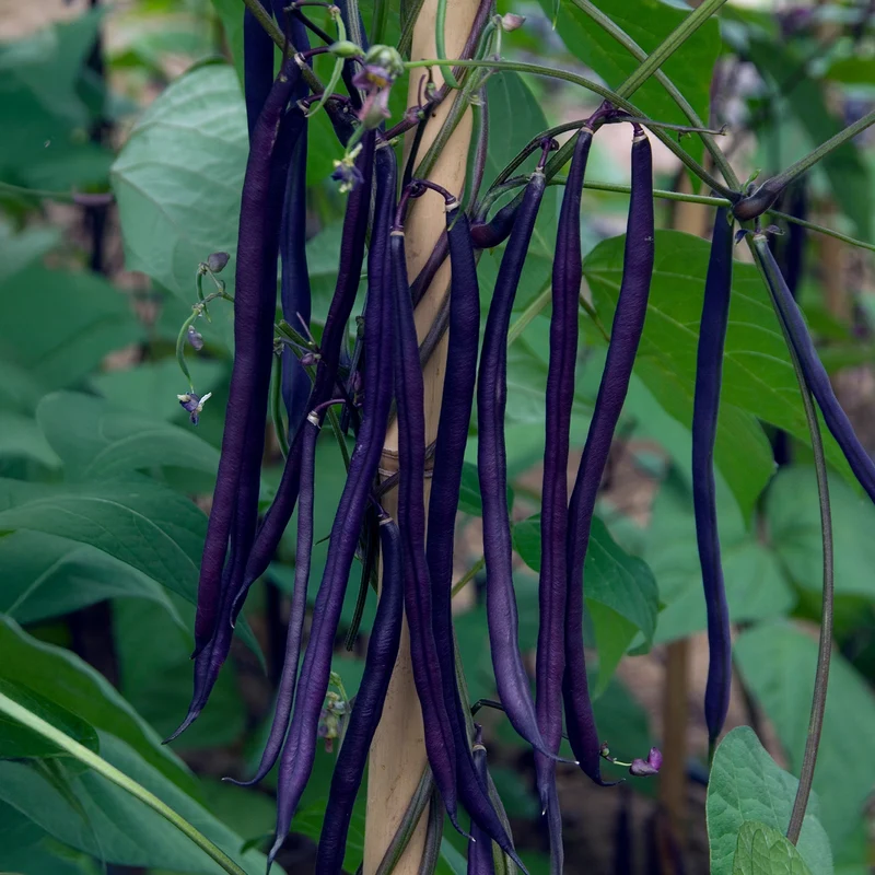 Haricot à rames à cosse violette