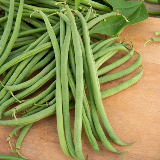 Haricot nain mangetout Braimar
