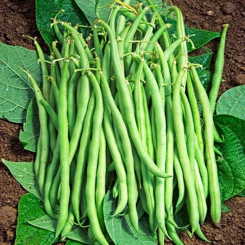 Haricot nain mangetout Braimar