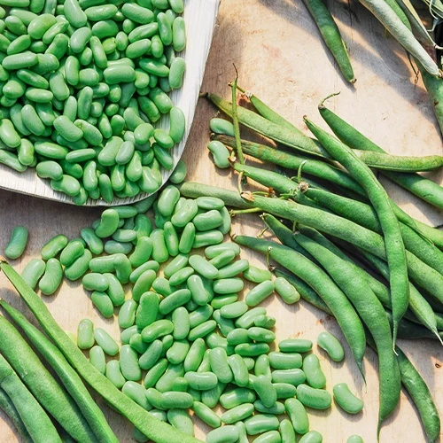 Haricot nain Flageolet Chevrier vert Flagrano