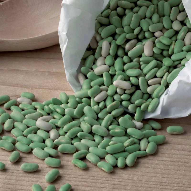 Haricot nain Flageolet Chevrier vert Flagrano