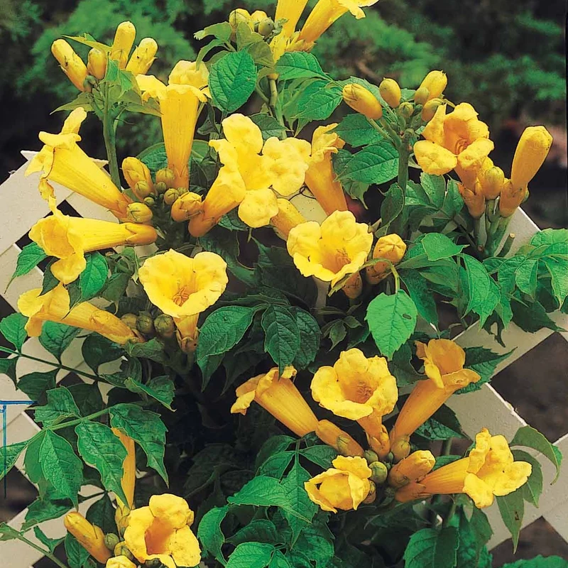 Bignone Trompette jaune