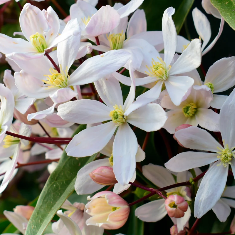 Clématite du Père Armand Apple blossom