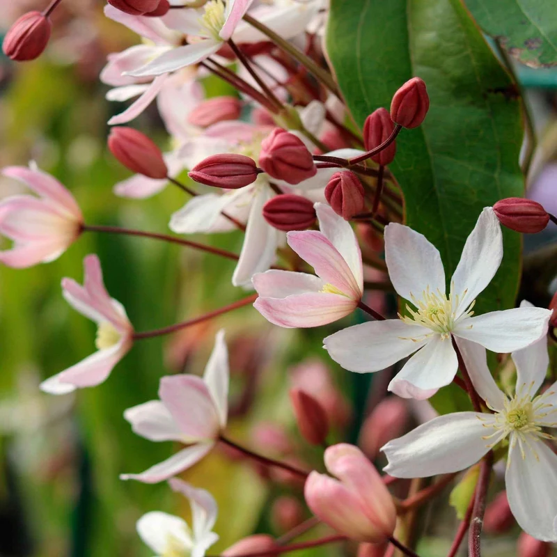 Clématite du Père Armand Apple blossom