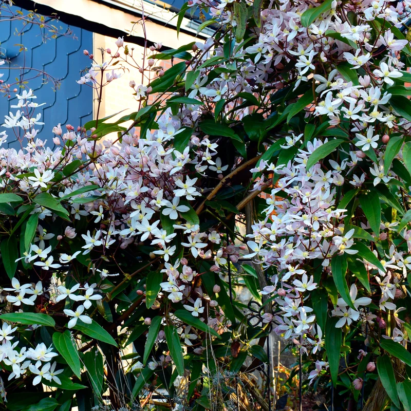 Clématite du Père Armand Apple blossom