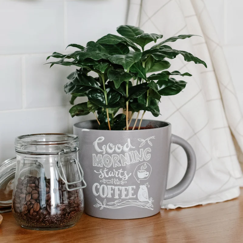 Caféier