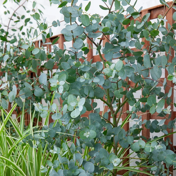 Eucalyptus gunnii