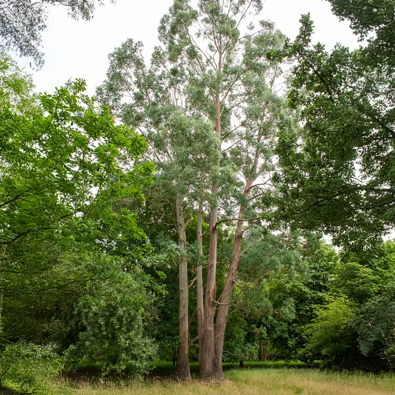 Eucalyptus gunnii
