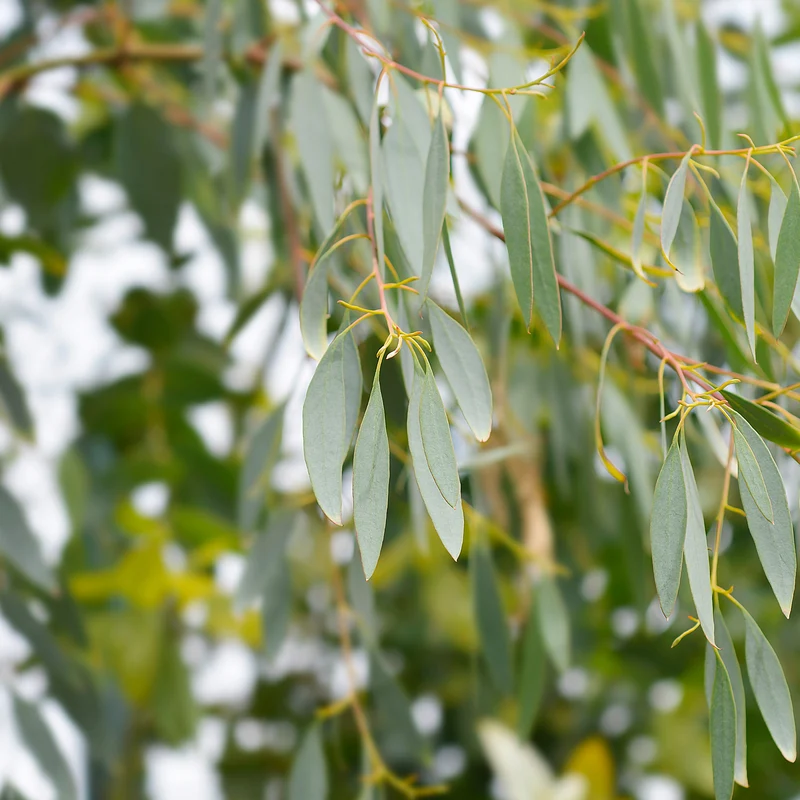 Eucalyptus gunnii
