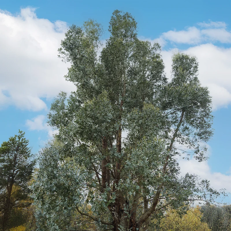 Eucalyptus gunnii