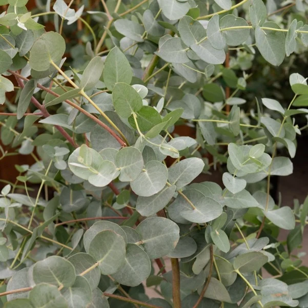 Eucalyptus gunnii
