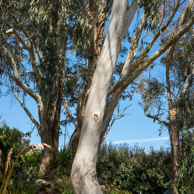Eucalyptus gunnii
