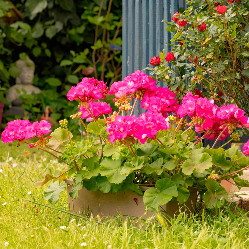 Géranium zonale rose