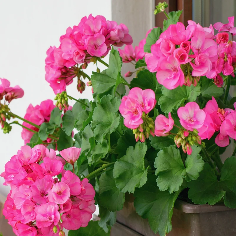 Géranium zonale rose