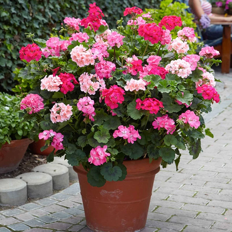 Géranium zonale rose