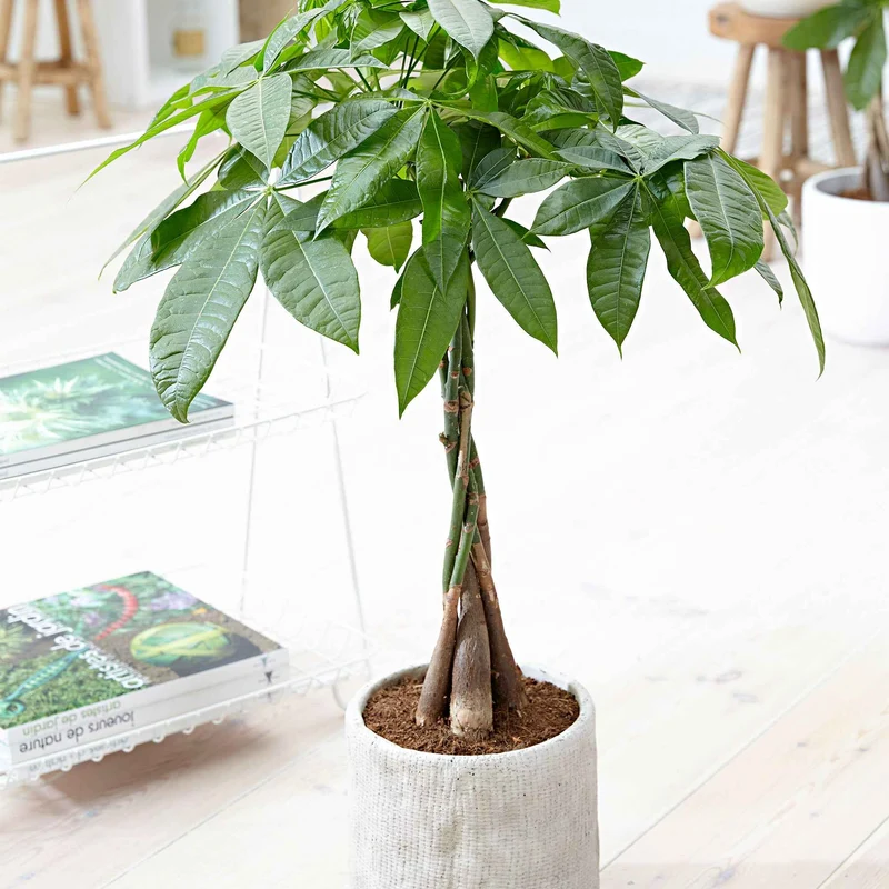 Pachira aquatica tressé