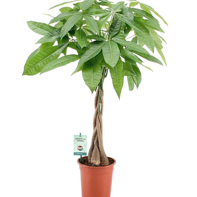 Pachira aquatica tressé