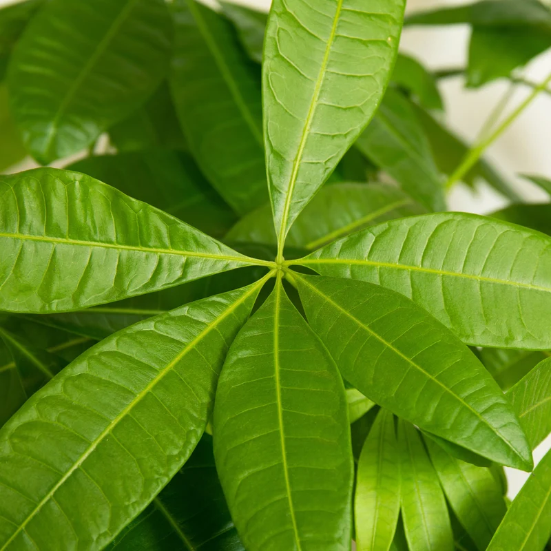 Pachira aquatica tressé