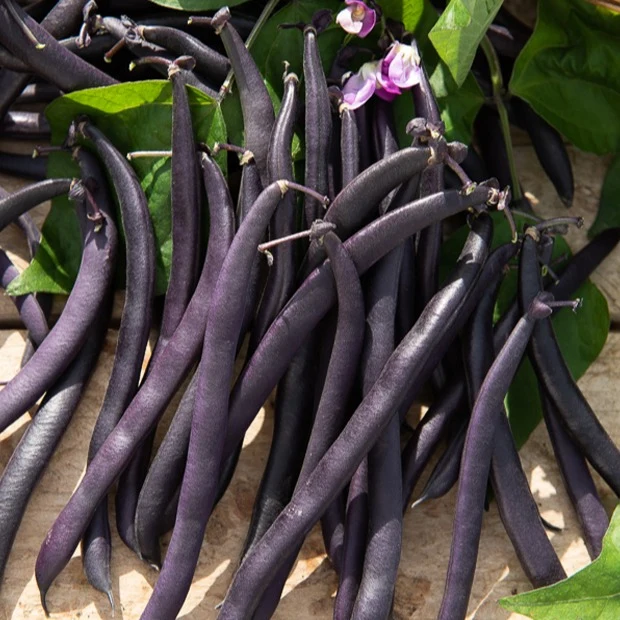 Haricot mangetout Purple Queen