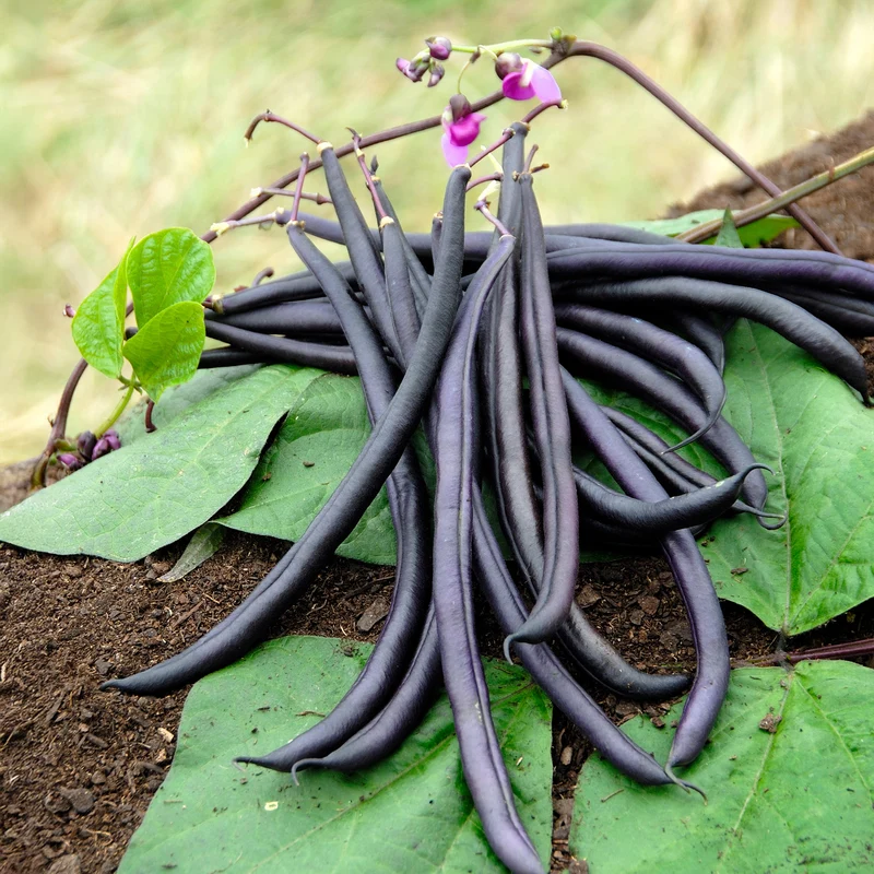 Haricot mangetout Purple Queen