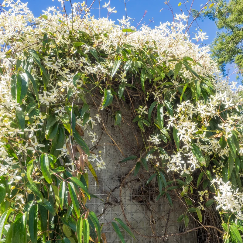 Clématite armandii