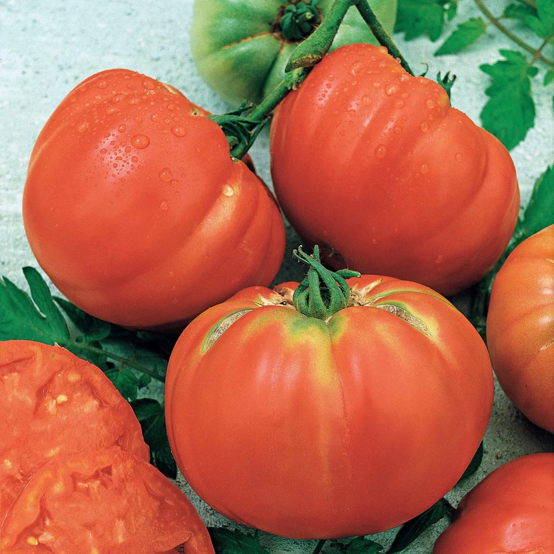Tomate Brandywine