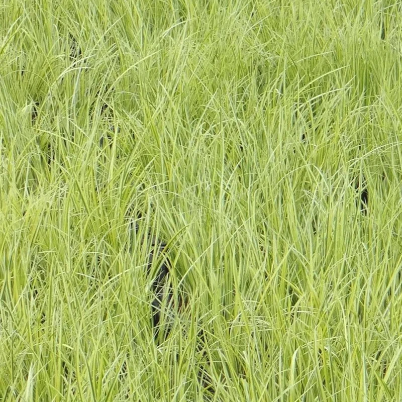 Jonc japonais panaché