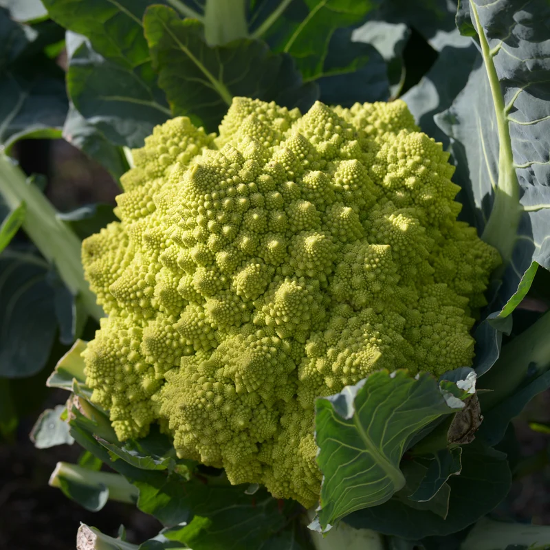 Chou brocoli Romanesco