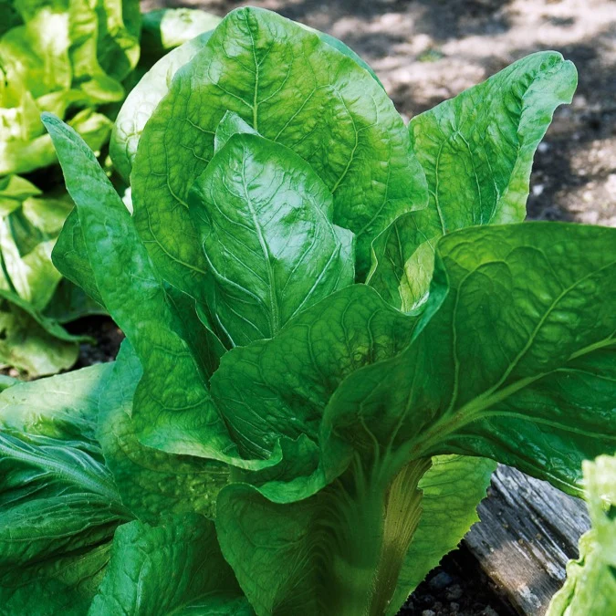 Chicorée sauvage Améliorée pain de sucre