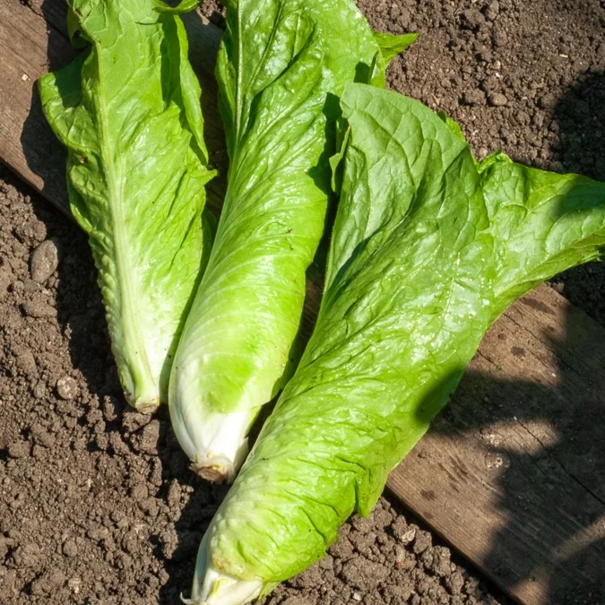 Chicorée sauvage Améliorée pain de sucre