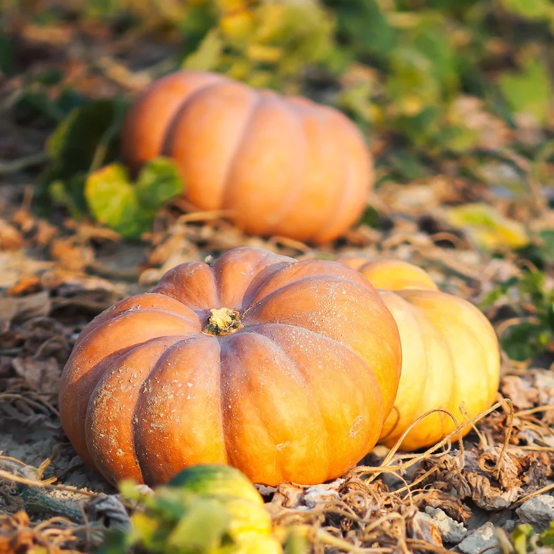 Courge Musquée de Provence