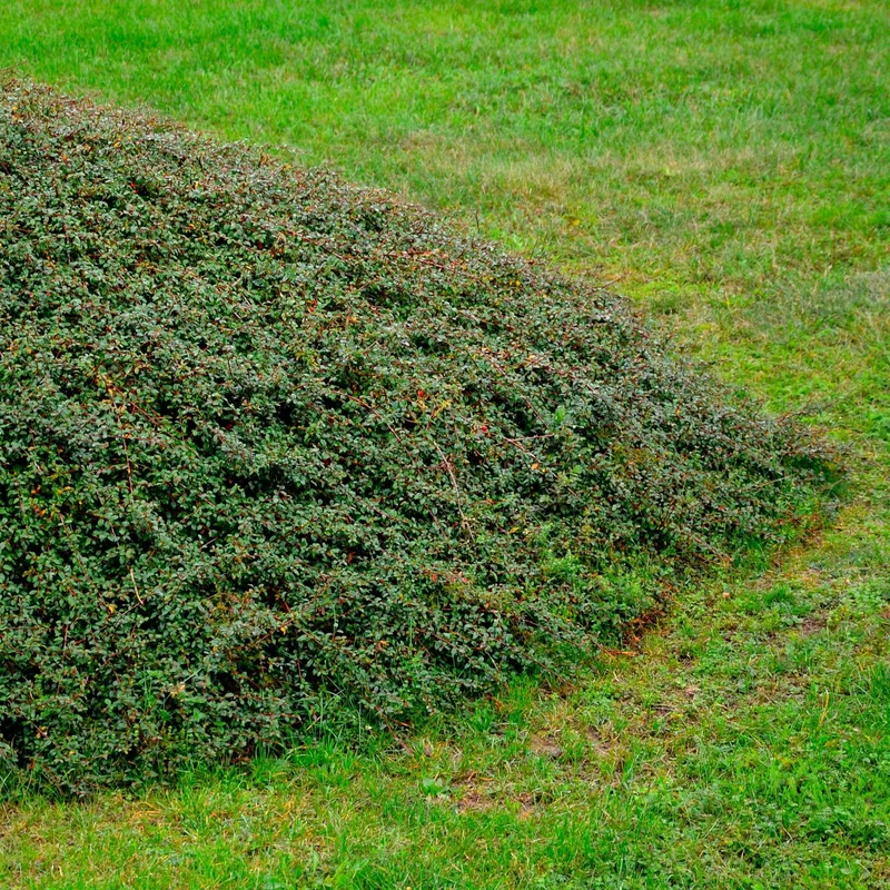 Cotoneaster suecicus Coral Beauty