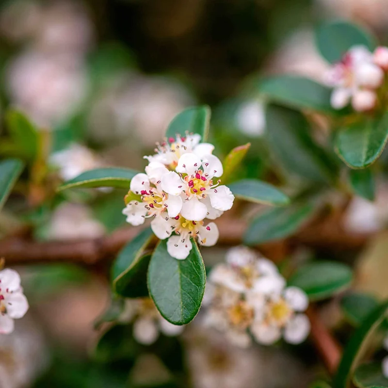 Cotoneaster suecicus Coral Beauty