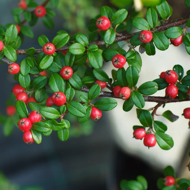 Cotoneaster suecicus Coral Beauty