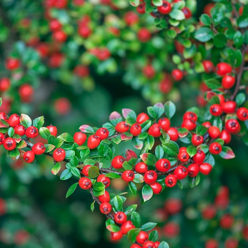 Cotoneaster suecicus Coral Beauty