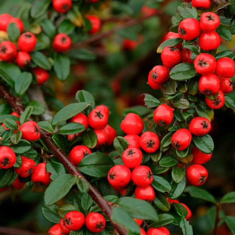 Cotoneaster suecicus Coral Beauty