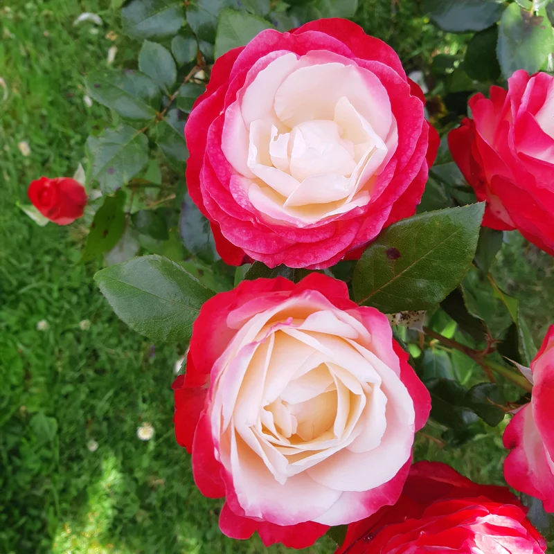 Rosier buisson Nostalgie ®