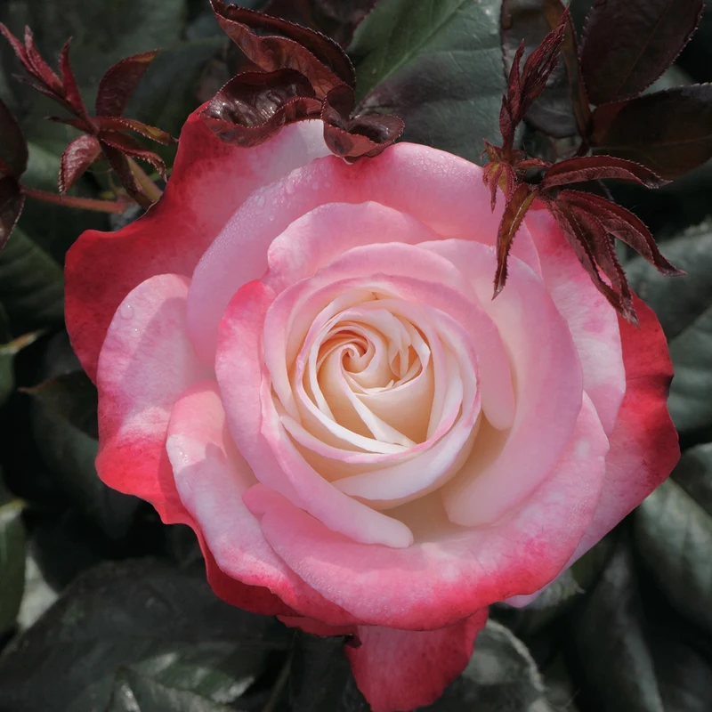 Rosier buisson Nostalgie ®