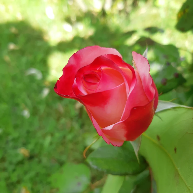 Rosier buisson Nostalgie ®