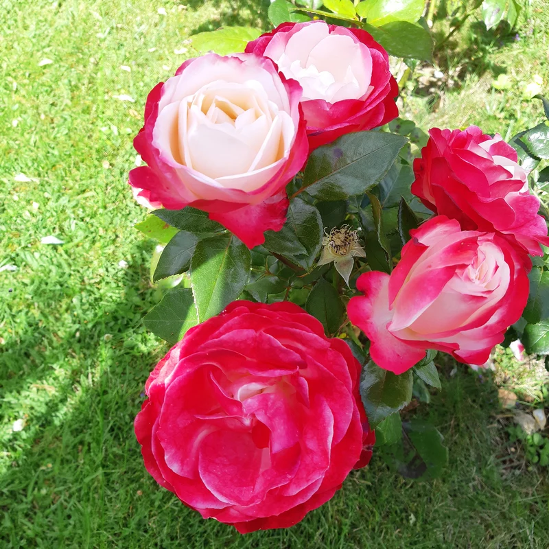 Rosier buisson Nostalgie ®