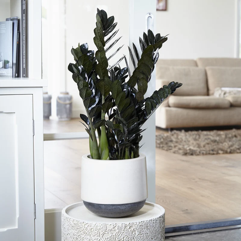 Zamioculcas Raven