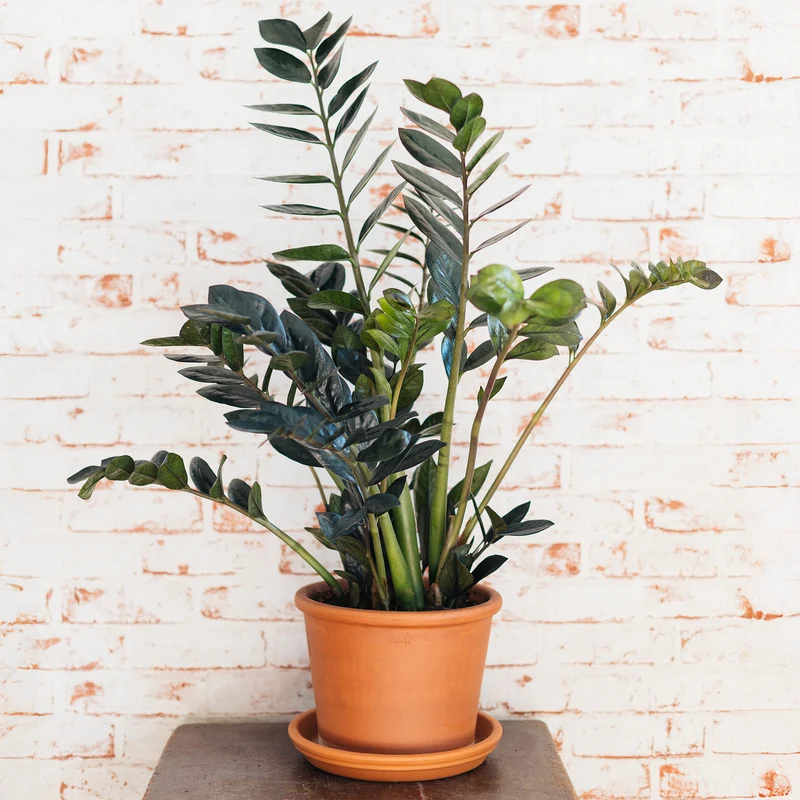 Zamioculcas Raven