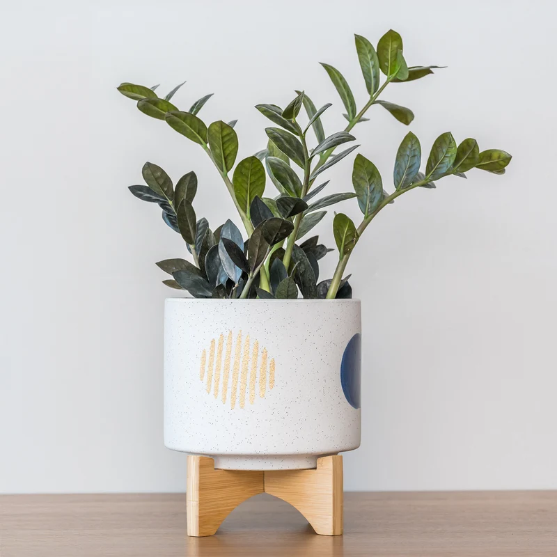 Zamioculcas Raven