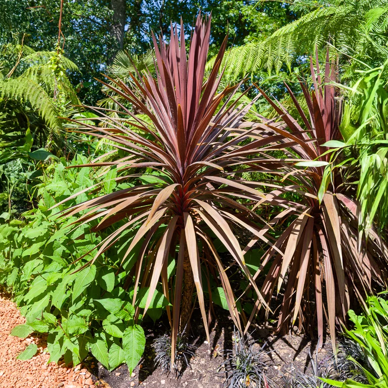 Cordyline australe Red Star