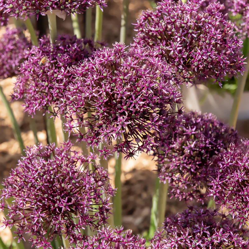 Alliums Miami