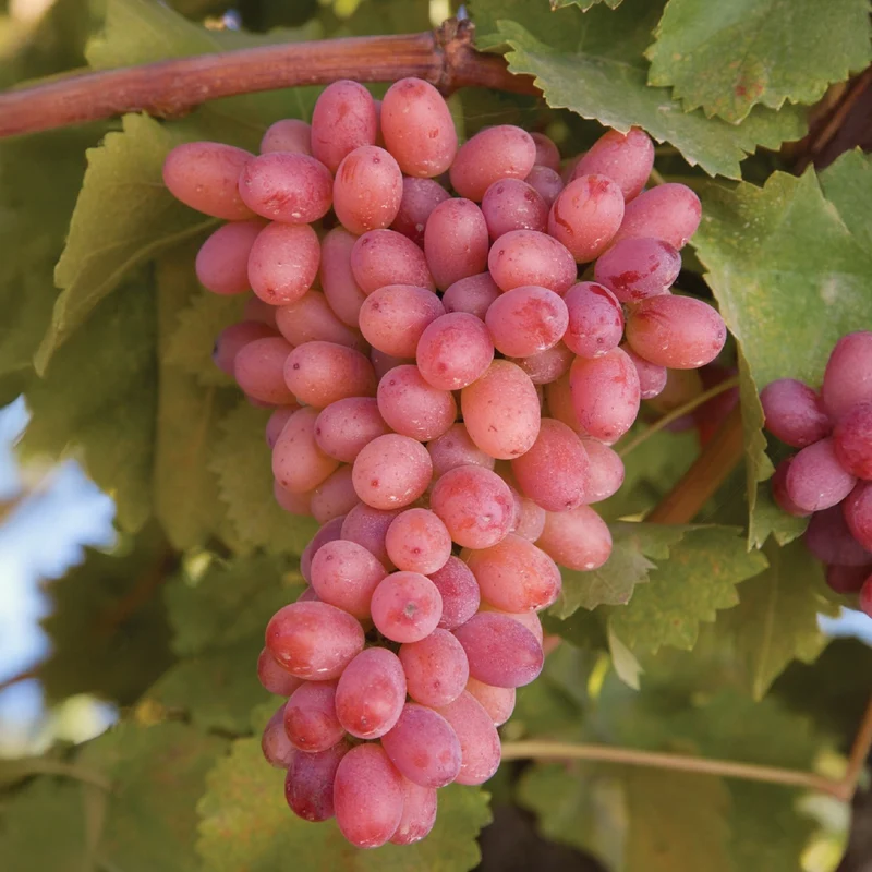 Vigne sans pépins Crimson Seedless
