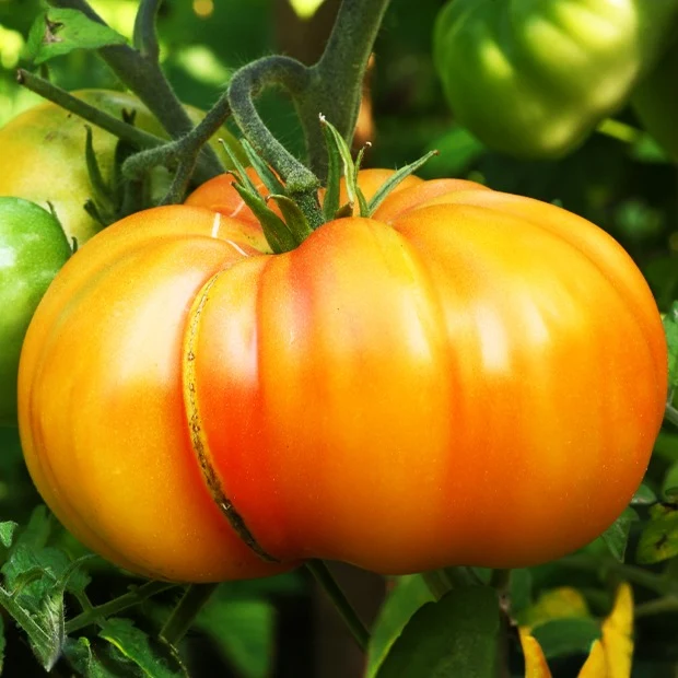 3 Plants de Tomate Ananas