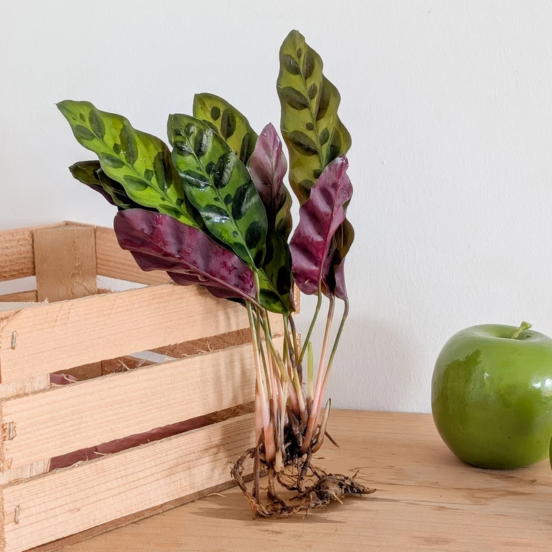 Calathea Insignis